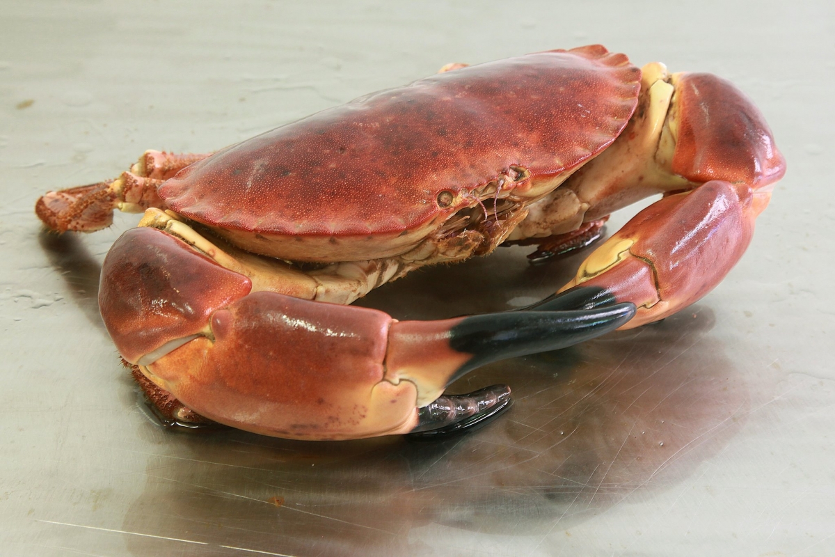 - how to prepare seafood